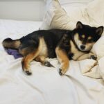 Brenda Song Instagram - My (forever puppy) Panda, helping me change the sheets today. Haha. Happy #nationalpuppyday ❤️