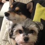 Brenda Song Instagram - Sleepy babies sitting next to me while I have my coffee❤❤❤