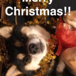 Brenda Song Instagram - Making my ugly Christmas sweater and Panda wanted to join in hahaha🐼🎄☃️