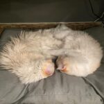 Brenda Song Instagram - Happy Caturday from these two crazies!