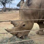 Brenda Song Instagram - We had such a life changing experience at @sdzsafaripark this past week. We also learned so much- I feel so inspired. Thank you to the incredible team at San Diego Zoo Wildlife Alliance for working tirelessly to raise awareness about environmental issues while protecting wildlife here in San Diego, and around the world. Thank you, thank you @sdzsafaripark for all that you guys are doing and for having us! #sdzsafaripark #wildlifeallies San Diego Zoo Safari Park
