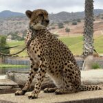 Brenda Song Instagram - We had such a life changing experience at @sdzsafaripark this past week. We also learned so much- I feel so inspired. Thank you to the incredible team at San Diego Zoo Wildlife Alliance for working tirelessly to raise awareness about environmental issues while protecting wildlife here in San Diego, and around the world. Thank you, thank you @sdzsafaripark for all that you guys are doing and for having us! #sdzsafaripark #wildlifeallies San Diego Zoo Safari Park