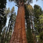 Brenna D'Amico Instagram - Go see the Sequoias…immediately✨ Sequoia National Park, California