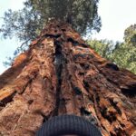 Brenna D'Amico Instagram - Go see the Sequoias…immediately✨ Sequoia National Park, California