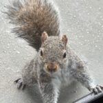 Brian Quinn Instagram - Once Stumpy heard I upgraded my squirrel feed to have walnuts and pecans, she didn’t care about the rain anymore. This beautiful lady has an appetite. She now will actually knock on my door to get my attention.