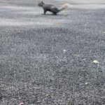 Brian Quinn Instagram - My neighbor Mrs. Calabash sent me photographic evidence that the squirrel slaughtered by the hawk this morning was not my beloved Stumpy. At least I still have my number one girl.