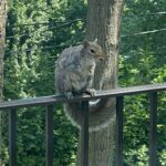 Brian Quinn Instagram - The squirrels now locate which window I’m sitting near so they can stare into my house at me until I notice them. Then they flick their tails. Then I walk outside and feed them. I’m a squirrel servant and nothing more.