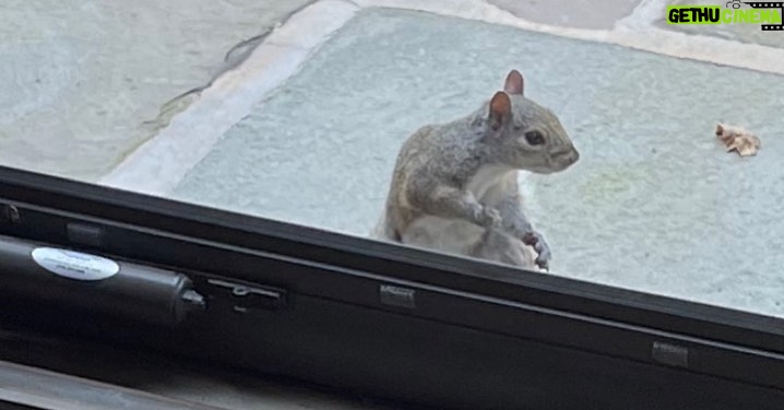 Brian Quinn Instagram - I heard a scratching at my back door. Turned to look and it’s one of my squirrels demanding to be fed. So what did I do? I dropped everything I was doing and went outside to feed her. Because rewarding demanding behavior from woodland creatures is my fate.