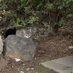 Brian Quinn Instagram - These little maniacs have appeared in my yard now. I’m fighting round 4 with my old pal Covid this week and it’s kicking my ass, but when life gives you lemons, feed kittens and plan to steal them from their momma so you can make sure they’re healthy and can live spoiled indoor cat lives. (I won’t do anything without my vets permission/advice) I named the kittens Linus and Lucy and I adore them. Look at them!