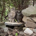 Brian Quinn Instagram - This is Fabio and Velvet. They started living in my yard a couple of weeks ago so now I have to feed and water them and talk to them. It’s a trick keeping them away from the squirrels but so far it’s working out. I want all the animals coming to visit me every day, so this is fine with me.