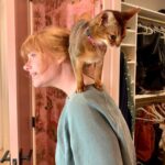 Bryce Dallas Howard Instagram - Cats asserting dominance over the Howards 🐱⁣ ⁣ [ID: Ginger cats Lily & Bruno ascend to their throne on the backs of BDH and Ron Howard]