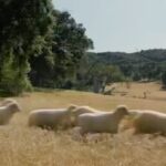 Bryce Dallas Howard Instagram - Life gets bigger when you break from the herd 🐑 #ad directed by yours truly 🤍 @vw ⁣ ⁣ Starring the wonderful Clint Keller (@actuallyclint), Eric Emmanuel, and Tina Joy, alongside our hero sheep: Bailey, Bertha, and Bessie⁣ ⁣ [ID: On the sands of Will Rogers State Beach at sunset, BDH and the cast of the “Break Free” VW ad take a photo with Bailey the Sheep]