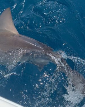 Bryce Hall Instagram - went fishing for the first time and caught a 450 lb bull shark… not bad