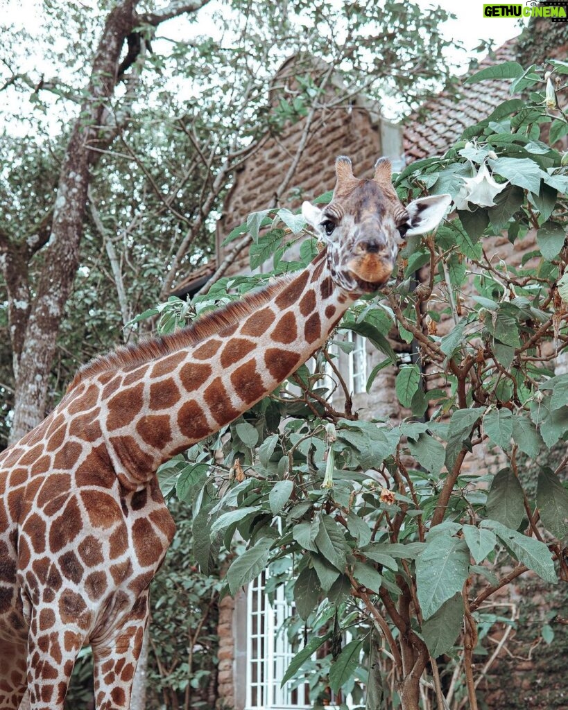 Buthaina Al Raisi Instagram - New level of L O V E 🦋🦋🦋 Giraffe Manor