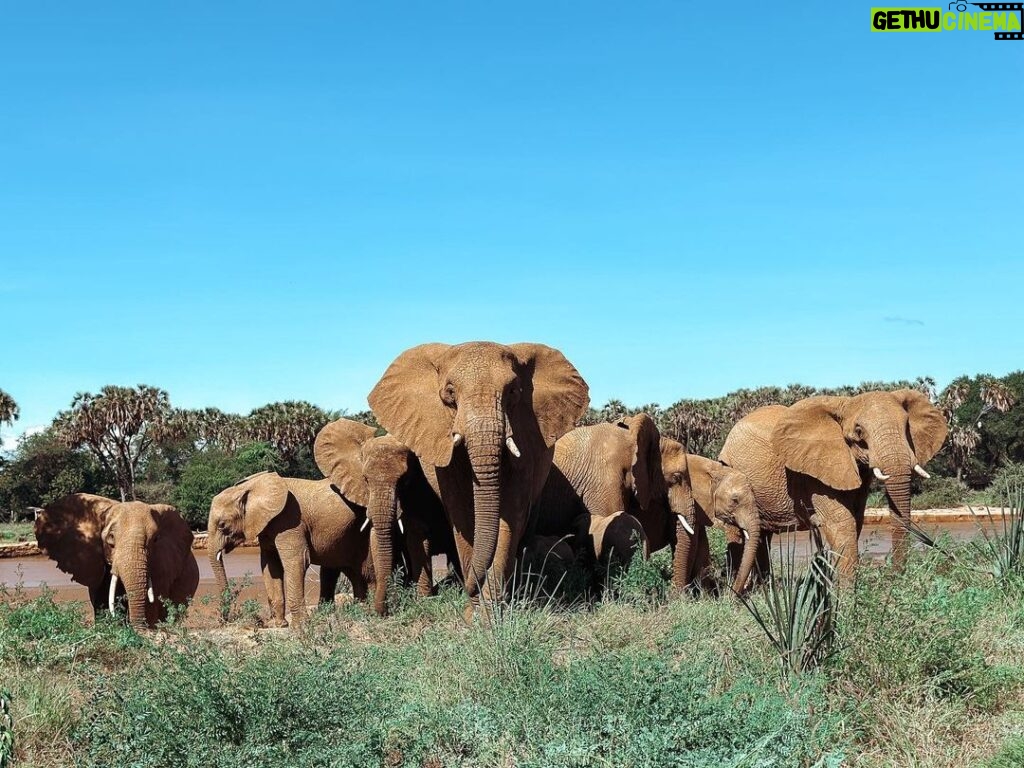 Buthaina Al Raisi Instagram - The most beautiful specie 🦋🦋🦋 Samburu National Reserve