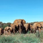 Buthaina Al Raisi Instagram – The most beautiful specie 🦋🦋🦋 Samburu National Reserve
