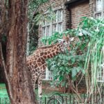 Buthaina Al Raisi Instagram – New level of  L O V E 🦋🦋🦋 Giraffe Manor