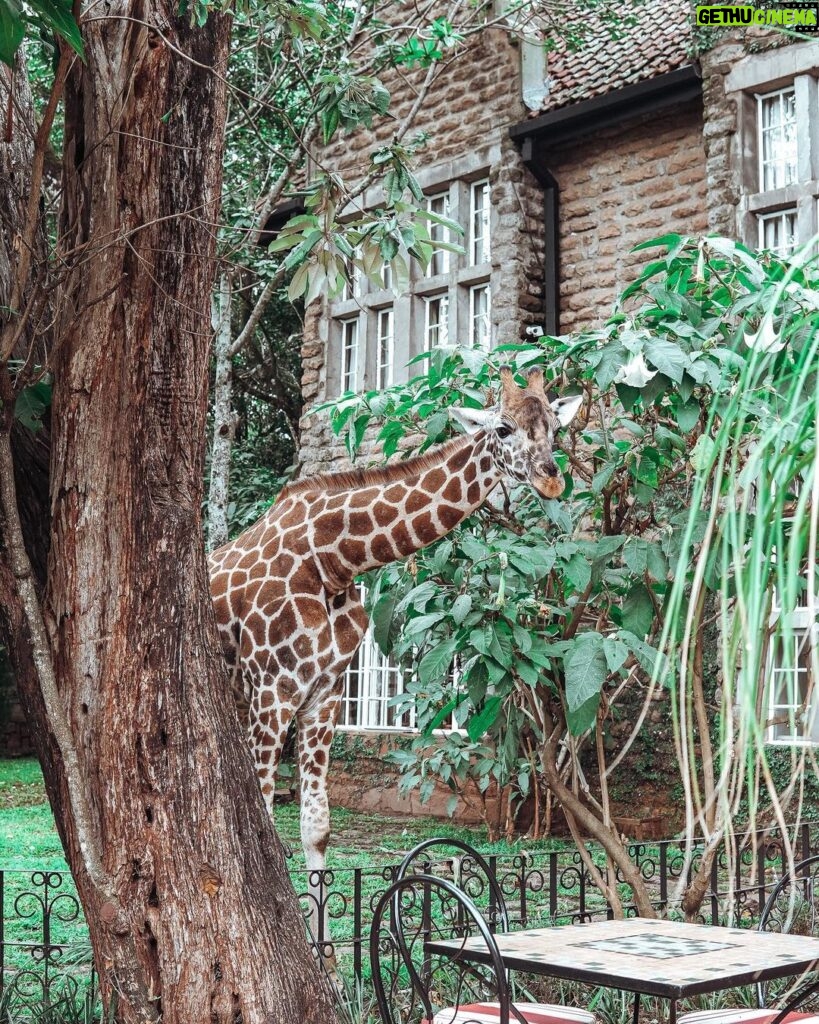Buthaina Al Raisi Instagram - New level of L O V E 🦋🦋🦋 Giraffe Manor
