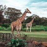 Buthaina Al Raisi Instagram – New level of  L O V E 🦋🦋🦋 Giraffe Manor