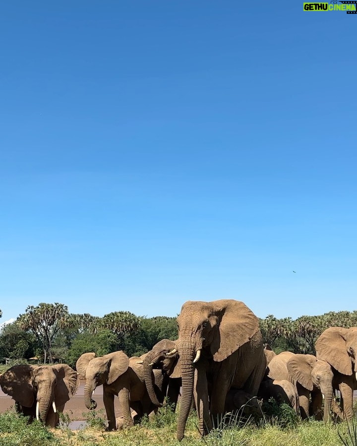 Buthaina Al Raisi Instagram - There is no place like Africa 🦋 . رسمياً وقعت غي غرام كينيا .. ما في كلمات ممكن توصف جمالها 🦋🦋🦋 Samburu National Reserve