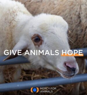 Calum Worthy Instagram - Thank you for all of the incredibly kind birthday wishes :) My wish this year, is for you to follow these organizations:
@greenschoolscampaign 
@one 
@climatereality 
@mercyforanimals 

📸 @grumpymagazine 📸
Editor-In-Chief: @jazzieperrier 
Story: @thildariou 
Photography: @emilysandiferphotography 
Videography: @anissavisuals 
Styling: @apuje 
Stylist Assistant: @georgesaintthomas 
Grooming: @heyannabee using @oribe and @glossier