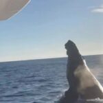Camila Sodi Instagram - 🐋s 🐢s y amigos