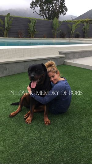 Candace Cameron Bure Instagram - Life isn’t the same without you 💔 Boris. You will forever be with us in our hearts and memories- you brought us so much love, protection and joy. You were such a special boy. Our hearts will never get over you. Now go run with Emma, Sydney, Gianna, Lola and Samson ❤️ my sweet Bobo
