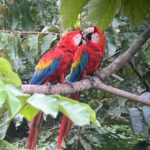 Carmen Aub Instagram – 10 fotos no bastan para transmitir ni un 10% de la experiencia que @rainforestexpeditions nos regaló! El Tambopata Research Center (TRC), es algo que nunca me pude imaginar. Algo que me encantó,  fue conocer la selva con guías locales y convivir cada noche con científicos y biólogos que te contagian esa pasión por lo que hacen. No es lo mismo aprender sólo por lo que te cuentan, a vivirlo caminando por la selva cuando sales a la aventura y lo ves! Ser temporada de lluvia solamente agregó magia a la experiencia (no saben cómo me gusta caminar en lodo) y una vez de vuelta en el albergue, no hay nada más rico que ver y escuchar la selva mientras te tomas algo. No sé si alguna vez podré vivir algo así nuevamente, sin duda lo llevaré en mi corazón por siempre, y mientras tanto desde casa podré seguir voluntariando por medio de su programa @wiredamazon (entren al link de su bio, está súper!). 
Gracias a todo el staff que nos atendió durante estos días, y gracias especiales a nuestro guía, Lucho @luisalbertochipaloayza por enseñarnos los secretos de la Amazonía. #Peru #Travel #Amazonia #viajando Tambopata Research Center.