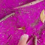 Carolina Miranda Instagram - Me encontré este piso rosa lo abracé,me abrazó y después nos soltamos 💕✨ la foto es mala pero la calidad y el tiempo fueron buenas 🙌 Colombia