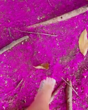 Carolina Miranda Instagram - Me encontré este piso rosa lo abracé,me abrazó y después nos soltamos 💕✨ la foto es mala pero la calidad y el tiempo fueron buenas 🙌