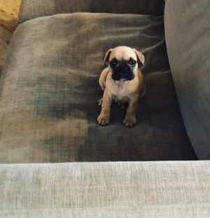 Caroline Flack Instagram - We got you when you were so small. And we carried you all the way home in a blanket. When I took you for your first walk it was like walking a slug.....you will forever think that ANY rug is a pee pad... and you run at all children in the street because you think they are your mates because they are the same size as you. You stare at me when I’m in the bath and bark at me until I finsh my dinner... you will follow me around like my shadow and you HATE anyone washing you , ..you do more poos than anyone or anything and you snore louder than a giant ... . but ... you kiss my face if I cry and you sit by my side if someone is horrible to me.... ...you’re not like other dogs and I’m not just saying that because you are mine... other dogs don’t kiss EVERYONE they meet.. you do....happy 1st birthday Ruby xx