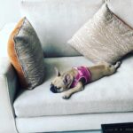 Caroline Flack Instagram - We got you when you were so small. And we carried you all the way home in a blanket. When I took you for your first walk it was like walking a slug.....you will forever think that ANY rug is a pee pad... and you run at all children in the street because you think they are your mates because they are the same size as you. You stare at me when I’m in the bath and bark at me until I finsh my dinner... you will follow me around like my shadow and you HATE anyone washing you , ..you do more poos than anyone or anything and you snore louder than a giant ... . but ... you kiss my face if I cry and you sit by my side if someone is horrible to me.... ...you’re not like other dogs and I’m not just saying that because you are mine... other dogs don’t kiss EVERYONE they meet.. you do....happy 1st birthday Ruby xx