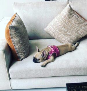 Caroline Flack Instagram - We got you when you were so small. And we carried you all the way home in a blanket. When I took you for your first walk it was like walking a slug.....you will forever think that ANY rug is a pee pad... and you run at all children in the street because you think they are your mates because they are the same size as you. You stare at me when I’m in the bath and bark at me until I finsh my dinner... you will follow me around like my shadow and you HATE anyone washing you , ..you do more poos than anyone or anything and you snore louder than a giant ... . but ... you kiss my face if I cry and you sit by my side if someone is horrible to me.... ...you’re not like other dogs and I’m not just saying that because you are mine... other dogs don’t kiss EVERYONE they meet.. you do....happy 1st birthday Ruby xx