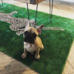 Caroline Flack Instagram - Ruby wants to know how she can make friends with a cat .... all advice welcome ❤️