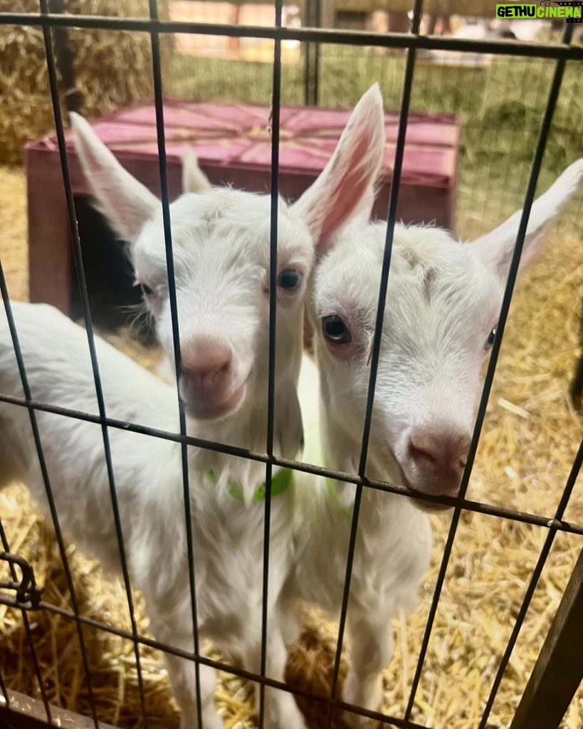 Carrie Underwood Instagram - Had the BEST day today @noblespringsdairy in Franklin, TN! We had baby goat cuddles, made some new friends and even got to ask alllllll kinds of questions about goats, milking and cheese making! Such a sweet place to take the family if you’re in the area! And, of course, don’t forget to check out all the yummy cheese!!! #BabyGoats #GoatCheese #FamilyFriendly #GoatCuddles #SupportSmallBusiness