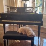 Catherine Zeta-Jones Instagram - 🎶Play me a song I’m a piano dog, play me a song tonight, cause we’re all in the mood for a melody, and you got me feeling alright 🎶