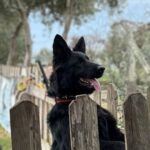 Ceyda Kasabalı Instagram - 6 subatı, sabahı olmayan geceyi hic unutmadık unutmayacagız. Cok sey yasandi cok büyük acılar,geri dönüsü olmayan tarifsiz günlerdi ne yapsak hepimize az geldi..Elimizi tasın altina koymak icin gec olmasın diye Joy'umuzu enkaz ve doğa arama köpegi olarak yetistiriyoruz tabi kendimizi de. dilerim hicbir zaman ihtiyac olmasın...eger siz de bi katki olma yolu ariyorsanız,bagislarinizla okuyan kardeslerimize destek olabilirsiniz.cünkü bir gün degil bir hayat boyu hatırlanmalı bazı seyler.kayıplarımız icin başımız sagolsun.