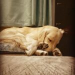 Chad Michael Murray Instagram - Night night buddy😴