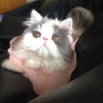 Chalida Vijitvongtong Instagram - ส่งน้องกลับดาวแมว #aleynathecat อเลน่าเจ้าเหมียวหน้าแบ๊วแต่ดุที่สุดแต่ไม่ดุกับเรานะ!! และโลกส่วนตัวสูงปรี๊ดๆๆๆ จะขี้อ้อนและน่ารักที่สุดเวลาได้อยู่ตัวเดียว ให้ลูกน้อยมา1ตัว ชื่อเจ้ากิซโม่ ตลอดเวลาที่เลี้ยงอเลน่ามาน้องไม่เคยป่วยเลยแม้แต่ครั้งเดียว เลี้ยงง่าย ไม่เคยต้องมีอะไรให้เป็นห่วง จนหนูป่วยกระทันหันหนูยังสู้สุดๆ ขอบคุณหนูนะ11ปีที่อยู่ด้วยกัน หนูมาสร้างความสุขให้บ้านของเรา ทุกคนรักและคิดถึงเลน่ามากๆ หนูจะอยู่ในใจพวกเราทุกคนตลอดไป #คิดถึงสุดหัวใจ ❤️🐱 ขอบคุณพี่ @tung_bemycat ที่ส่งน้องมาให้บ้านเราดูแลและพี่ๆก็ยังเด็กทุกตัวในบ้านอยู่ตลอด🤟🏻