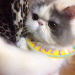 Chalida Vijitvongtong Instagram - ส่งน้องกลับดาวแมว #aleynathecat อเลน่าเจ้าเหมียวหน้าแบ๊วแต่ดุที่สุดแต่ไม่ดุกับเรานะ!! และโลกส่วนตัวสูงปรี๊ดๆๆๆ จะขี้อ้อนและน่ารักที่สุดเวลาได้อยู่ตัวเดียว ให้ลูกน้อยมา1ตัว ชื่อเจ้ากิซโม่ ตลอดเวลาที่เลี้ยงอเลน่ามาน้องไม่เคยป่วยเลยแม้แต่ครั้งเดียว เลี้ยงง่าย ไม่เคยต้องมีอะไรให้เป็นห่วง จนหนูป่วยกระทันหันหนูยังสู้สุดๆ ขอบคุณหนูนะ11ปีที่อยู่ด้วยกัน หนูมาสร้างความสุขให้บ้านของเรา ทุกคนรักและคิดถึงเลน่ามากๆ หนูจะอยู่ในใจพวกเราทุกคนตลอดไป #คิดถึงสุดหัวใจ ❤️🐱 ขอบคุณพี่ @tung_bemycat ที่ส่งน้องมาให้บ้านเราดูแลและพี่ๆก็ยังเด็กทุกตัวในบ้านอยู่ตลอด🤟🏻