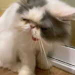 Chalida Vijitvongtong Instagram - ส่งน้องกลับดาวแมว #aleynathecat อเลน่าเจ้าเหมียวหน้าแบ๊วแต่ดุที่สุดแต่ไม่ดุกับเรานะ!! และโลกส่วนตัวสูงปรี๊ดๆๆๆ จะขี้อ้อนและน่ารักที่สุดเวลาได้อยู่ตัวเดียว ให้ลูกน้อยมา1ตัว ชื่อเจ้ากิซโม่ ตลอดเวลาที่เลี้ยงอเลน่ามาน้องไม่เคยป่วยเลยแม้แต่ครั้งเดียว เลี้ยงง่าย ไม่เคยต้องมีอะไรให้เป็นห่วง จนหนูป่วยกระทันหันหนูยังสู้สุดๆ ขอบคุณหนูนะ11ปีที่อยู่ด้วยกัน หนูมาสร้างความสุขให้บ้านของเรา ทุกคนรักและคิดถึงเลน่ามากๆ หนูจะอยู่ในใจพวกเราทุกคนตลอดไป #คิดถึงสุดหัวใจ ❤️🐱 ขอบคุณพี่ @tung_bemycat ที่ส่งน้องมาให้บ้านเราดูแลและพี่ๆก็ยังเด็กทุกตัวในบ้านอยู่ตลอด🤟🏻