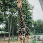 Chalida Vijitvongtong Instagram - The zoo is my happy place, and the animals are my therapy. #chiangmainightsafari #เชียงใหม่ไนท์ซาฟารี เชียงใหม่ไนท์ซาฟารี Chiang Mai Night Safari