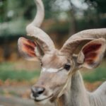 Chalida Vijitvongtong Instagram - The zoo is my happy place, and the animals are my therapy. #chiangmainightsafari #เชียงใหม่ไนท์ซาฟารี เชียงใหม่ไนท์ซาฟารี Chiang Mai Night Safari