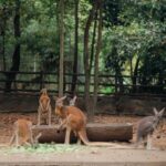 Chalida Vijitvongtong Instagram - The zoo is my happy place, and the animals are my therapy. #chiangmainightsafari #เชียงใหม่ไนท์ซาฟารี เชียงใหม่ไนท์ซาฟารี Chiang Mai Night Safari