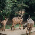 Chalida Vijitvongtong Instagram - The zoo is my happy place, and the animals are my therapy. #chiangmainightsafari #เชียงใหม่ไนท์ซาฟารี เชียงใหม่ไนท์ซาฟารี Chiang Mai Night Safari