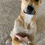 Charles White Jr. Instagram - Cayda has been part of the family for a little over a year now