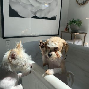 Charlize Theron Instagram - Every day is #InternationalDogDay in my house.