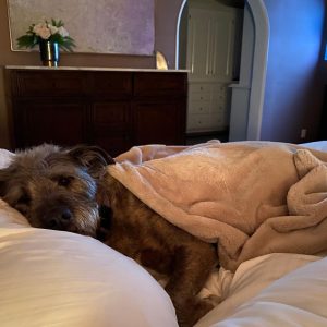 Charlize Theron Instagram - Every day is #InternationalDogDay in my house.