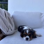 Chase Hudson Instagram - Meet Lady, im now a father of 2