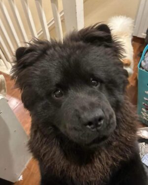 Chelsea Handler Instagram - Meet Doug Handler. He is an 8 month full blown chow chow rescue with my favorite body type. FULL-BODIED. And he slept in my bed on our first night.  Just the way I like it! I’ll see you tomorrow on the CW for the Critics Choice Awards. ❤️🤸🏽‍♂️